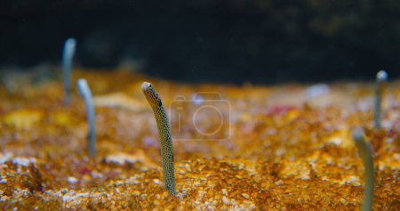 Téléchargez les photos : Heterocongrinae. anguilles de jardin tachetées et splendides. - en image libre de droit