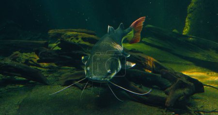 Photo for Redtail catfish. Phractocephalus hemioliopterus is a pimelodid long-whiskered catfish, freshwater animal. Phractocephalus. Underwater big heavy deep river lake amazon. Tropical giant wildlife - Royalty Free Image