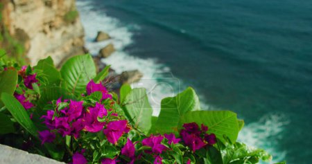 Foto de Hermosas flores de buganvillas de color rosa magenta contra las olas de agua de mar azul. Relájate de vacaciones. Viaje a Asia, Indonesia, la isla de Bali. Nadie.. - Imagen libre de derechos