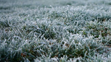 Photo for Meadow with grass covered in frost on a cold winter morning - Royalty Free Image