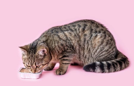 Téléchargez les photos : Tabby cat eating wet food from foil aluminium container isolated on pink background from woman owner girl handbirthday candle, glass with rose wine adorable female cat licking muzzle lips tongue out - en image libre de droit