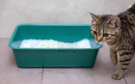 Tabby-Katze im Badezimmer neben Wurf mit Kieselgel-Kristallen oder neben Duschvorhang. Kitty ruht sich aus, entspannen Sie sich auf dem Teppich, nachdem sie es im Katzenstreu getan hat.Haustier Liebe und Pflege Porträt
