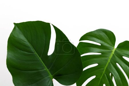 Photo for Monstera leaf with blank page over against wall home flower plant decor.copy paste mock up template. monstera green leaves minimalist tropical background for lettering - Royalty Free Image
