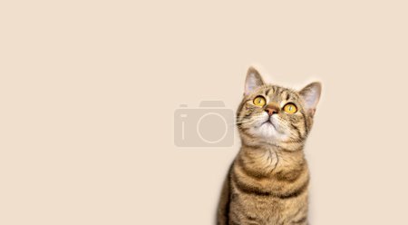 Photo for Portrait of cute tabby female cat kitty in bathroom looking up,hunting,playful muzzle,sitting on shelf or washing machine,yawning,playing in sink,basin. baby hand try to reach domestic pet - Royalty Free Image