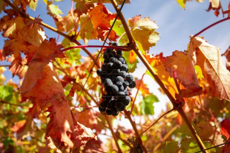 Vineyards in autumn in the Somontano region of Spain.