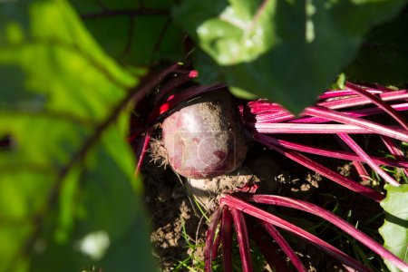 Photo for Beetroot plant in an organic orchard in the north of Spain. - Royalty Free Image