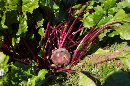 Photo for Beetroot plant in an organic orchard in the north of Spain. - Royalty Free Image