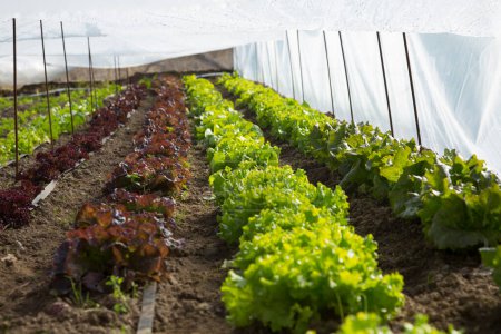 Téléchargez les photos : Variété de légumes dans un jardin bio dans le nord de l'Espagne. - en image libre de droit
