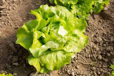 Photo for Lettuce plant in an organic garden in the north of Spain. - Royalty Free Image