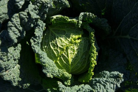 Photo for Savoy cabbage plant in an organic garden in the north of spain. - Royalty Free Image