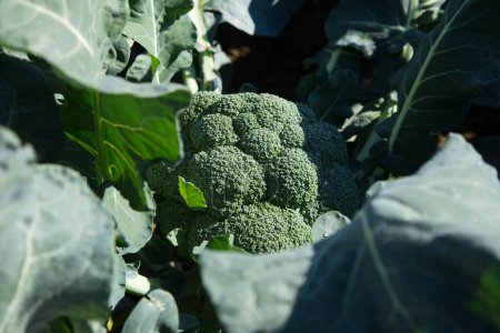 Photo for Broccoli plant in an organic garden in the north of Spain. - Royalty Free Image