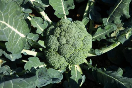 Photo for Broccoli plant in an organic garden in the north of Spain. - Royalty Free Image