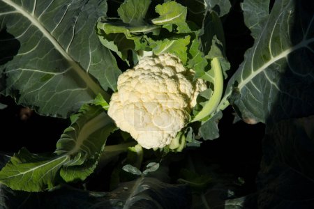 Photo for Cauliflower plants in an organic garden in the north of Spain. - Royalty Free Image