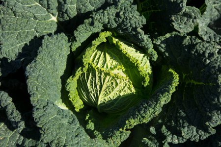Photo for Savoy cabbage plant in an organic garden in the north of spain. - Royalty Free Image
