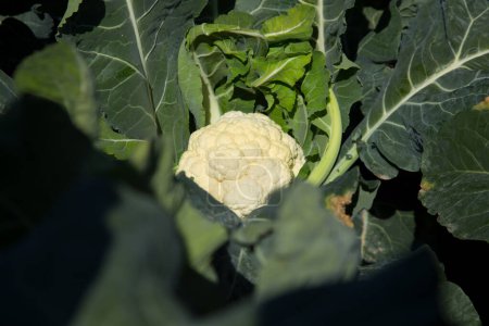 Photo for Cauliflower plants in an organic garden in the north of Spain. - Royalty Free Image
