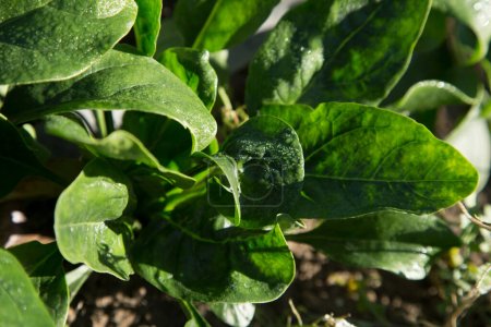 Photo for Green Spinach plants in an organic garden in Spain. - Royalty Free Image