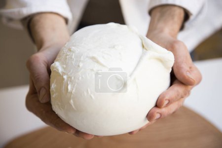 Foto de The burrata is a fresh cow's milk cheese, with spun paste and round in shape, with an external appearance similar to that of mozzarella in the shape of a bag with the characteristic apical closure. - Imagen libre de derechos