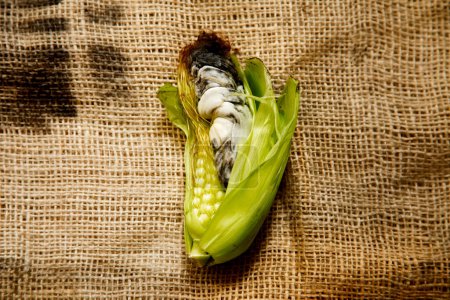 Foto de Huitlacoche mexicano. Delicatessen en gastronomía mexicana. El huitlacoche o cuitlacoche, es un hongo de la familia Ustilaginaceae, que crece entre los granos de maíz. - Imagen libre de derechos