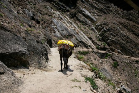 Foto de Caminata por el cañón de Apurmac hasta las ruinas de Choquequirao, un sitio arqueológico inca en Perú, similar en estructura a Machu Picchu - Imagen libre de derechos