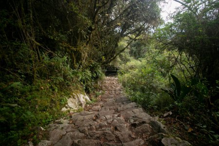 Foto de Caminando hacia la ciudad de Machu Picchu por el sendero Inca. Escalera de piedra. - Imagen libre de derechos