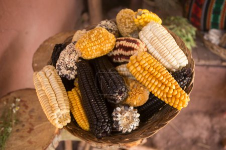 Foto de Variedad de maíz para la ceremonia de Pachamanca en Perú. En la ceremonia de la pachamanca se cocinan cordero, alpaca, cerdo y ternera. También variedad de tubérculos y verduras. Todo bajo piedras calientes y cubierto de tierra. - Imagen libre de derechos