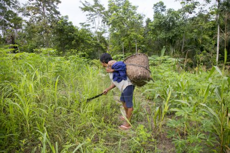 Foto de Cuipari, Perú: 1 de octubre de 2022: Un agricultor que trabaja recolectando verduras en la selva amazónica peruana cerca de la ciudad de Tarapoto. - Imagen libre de derechos