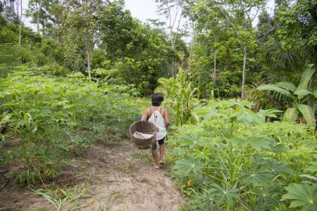 Foto de Cuipari, Perú: 1 de octubre de 2022: Un agricultor que trabaja recolectando verduras en la selva amazónica peruana cerca de la ciudad de Tarapoto. - Imagen libre de derechos