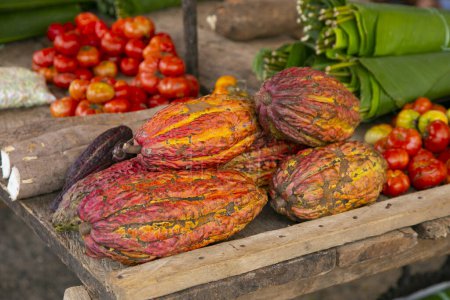 Téléchargez les photos : Détail des cosses de cacao dans une plantation de cacao biologique dans la jungle péruvienne dans la région de San Martn, près de la ville de Tarapoto. - en image libre de droit