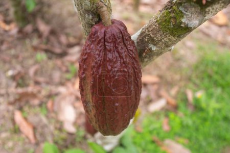 Foto de Detalle de vainas de cacao en una plantación de cacao orgánico en la selva peruana en la región de San Martín, cerca de la ciudad de Tarapoto. - Imagen libre de derechos