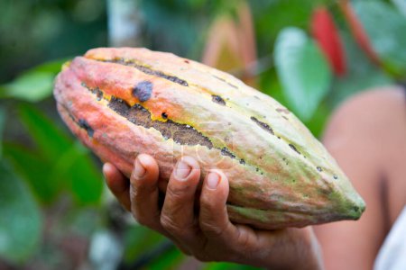 Téléchargez les photos : Une main tenant une gousse de cacao dans une plantation de cacao biologique dans la jungle péruvienne dans la région de San Martn, près de la ville de Tarapoto. - en image libre de droit