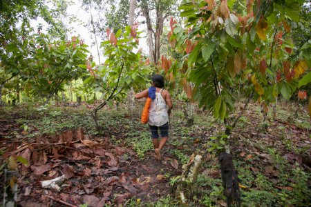 Foto de Agricultor en una plantación de cacao orgánico en la selva peruana en la región de San Martín, cerca de la ciudad de Tarapoto. - Imagen libre de derechos