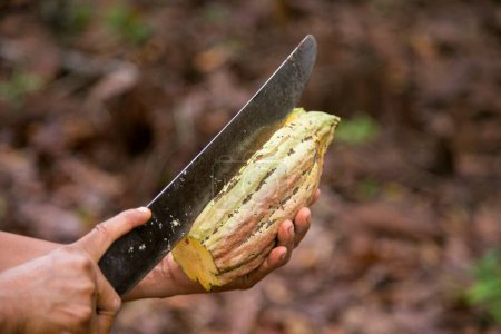Téléchargez les photos : Détail des cosses de cacao dans une plantation de cacao biologique dans la jungle péruvienne dans la région de San Martn, près de la ville de Tarapoto. - en image libre de droit