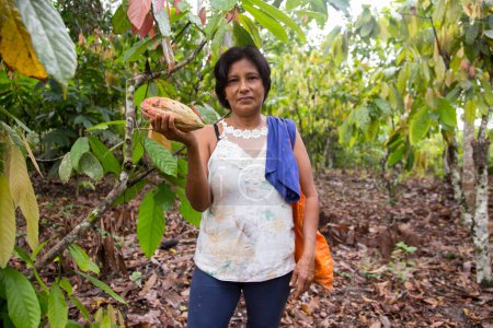 Téléchargez les photos : Cuipari, Pérou : 1er octobre 2022 : Un agriculteur qui collecte du cacao dans la jungle amazonienne péruvienne près de la ville de Tarapoto. - en image libre de droit