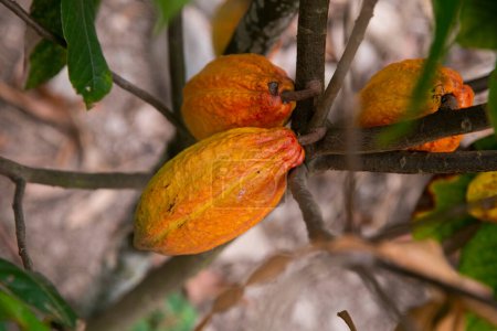 Foto de Detalle de vainas de cacao en una plantación de cacao orgánico en la selva peruana en la región de San Martín, cerca de la ciudad de Tarapoto. - Imagen libre de derechos