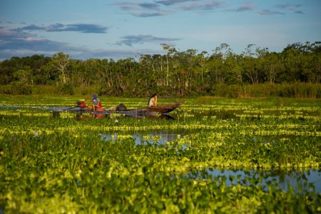 Téléchargez les photos : Plantes aquatiques sur le lac Cuipari dans la jungle péruvienne. Le "huama" (Pistia stratiotes) est une plante aquatique, d'origine tropicale, sa répartition est dans toutes les régions chaudes du monde. - en image libre de droit