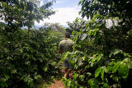 Foto de Moyobamba, Perú; 1 de octubre de 2022: Cafetero en su plantación en la selva peruana. - Imagen libre de derechos
