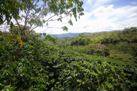 Téléchargez les photos : Plantation de café dans la région de Moyobamba dans la jungle péruvienne. - en image libre de droit