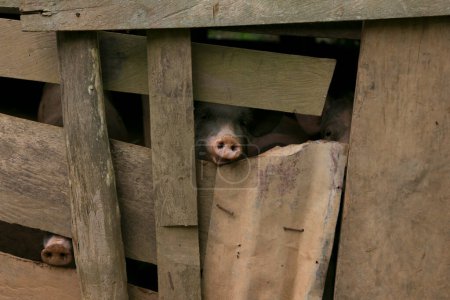 Téléchargez les photos : Porcs sauvages dans une ferme de la jungle péruvienne. - en image libre de droit