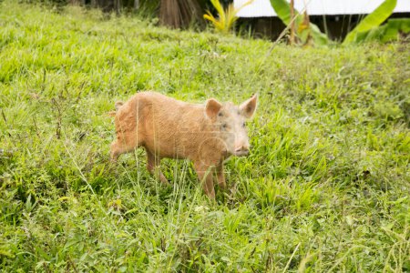 Téléchargez les photos : Porcs sauvages dans une ferme de la jungle péruvienne. - en image libre de droit