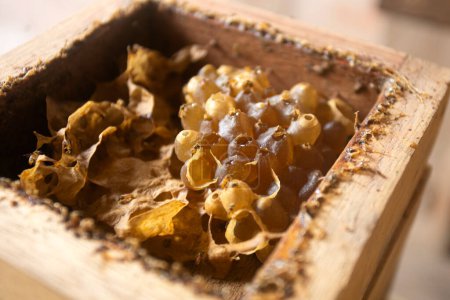 Téléchargez les photos : Rayon de miel biologique sur une ferme dans la jungle péruvienne. - en image libre de droit