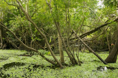 Téléchargez les photos : Le Renaco est un arbre qui pousse dans les rivières, les lacs et les forêts aquatiques, pendant les hivers de l'Amazonie, s'agglomérant en dizaines, centaines et milliers de renacos qui forment des renacales. - en image libre de droit