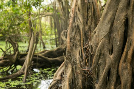 Foto de El Renaco es un árbol que crece en ríos, lagos y bosques acuáticos, durante los inviernos del Amazonas, aglomerándose en decenas, cientos y miles de renacos que forman renacales. - Imagen libre de derechos