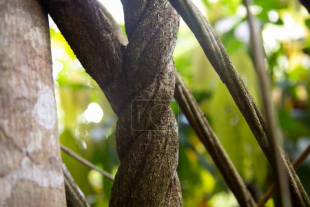 Téléchargez les photos : Plantes ayahuasca dans une région de la jungle péruvienne. - en image libre de droit