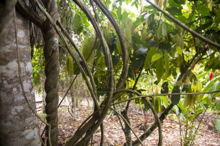 Téléchargez les photos : Plantes ayahuasca dans une région de la jungle péruvienne. - en image libre de droit