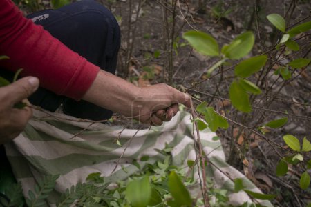 Téléchargez les photos : Plantation biologique de coca dans la jungle péruvienne. Agriculteur ramassant des feuilles de coca. - en image libre de droit