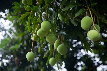 Photo for Organic mango plantation in the Peruvian jungle. - Royalty Free Image