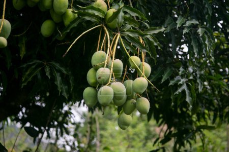Foto de Plantación de mango orgánico en la selva peruana. - Imagen libre de derechos