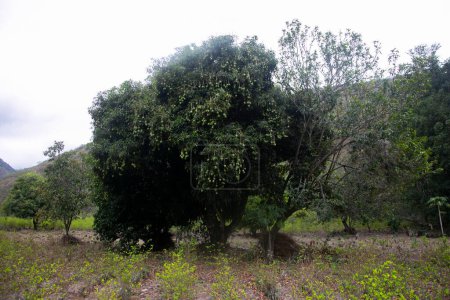 Téléchargez les photos : Plantation biologique de mangues dans la jungle péruvienne. - en image libre de droit
