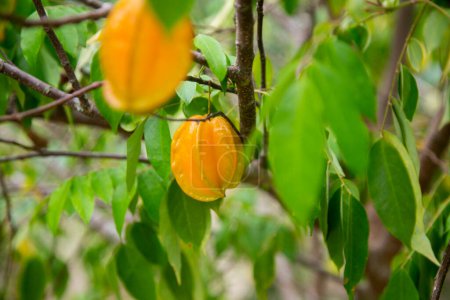 Photo for Asterisa or star fruit is the fruit of the averrhoa carambola tree native to Indonesia, the Philippines and Malaysia. - Royalty Free Image