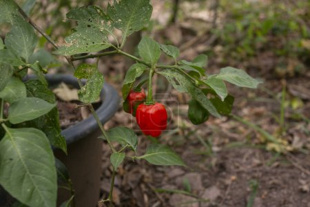 Foto de El Rocoto Rojo es el famoso Pimienta de Semilla Negra de los Andes. Es un Capsicum Pubescens, conocido desde hace miles de años en toda América Latina. - Imagen libre de derechos